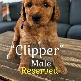 Clipper - Red  male Goldendoodle puppy in Lake City, Florida from North Florida Poodles and Doodles