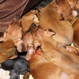 Miniature Pinscher Puppies from Sidels Miniature Pinscher