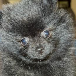 Samantha - Brindle female Pomeranian puppy in Las Vegas, Nevada from SuperNova  & Mystic Magic Pomeranians
