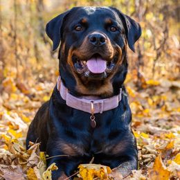 Law - Rottweiler