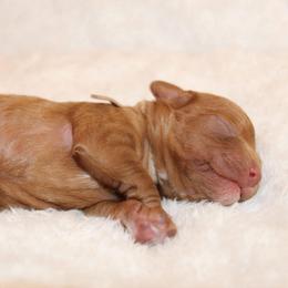 White collar girl - Red female Cavapoo puppy in Eagle Mountain, Utah from Liberty Farms Puppies