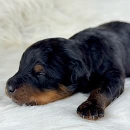 BPM2 - Black phantom male Aussiedoodle puppy in Prague, Oklahoma from Classic K9’s  Aussies & Doodles