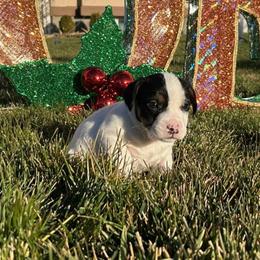 Ford - White and black male Russell Terrier puppy in Jerome, Idaho from Jerome Russell Terriers