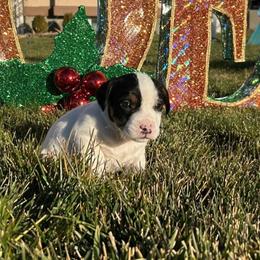 Ford - White and black male Russell Terrier puppy in Jerome, Idaho from Jerome Russell Terriers
