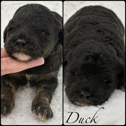 Duck - Phantom male Poodle puppy in Wheatland, California from Sapphire Ridge Poodles