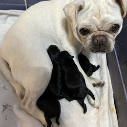 Boy 1 - Black male Pug puppy in Gold Bar, Washington from PNW Pugs