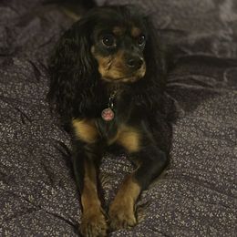 Cavalier King Charles Spaniel Puppies from Family first cavaliers