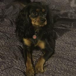 Cavalier King Charles Spaniel Puppies from Family first cavaliers