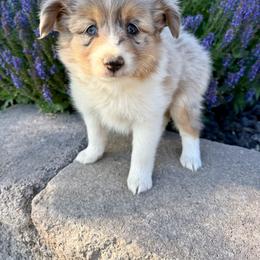 Red - Blue merle female Toy Australian Shepherd puppy in Payson, Utah from Spring Creek Aussies + Corgis