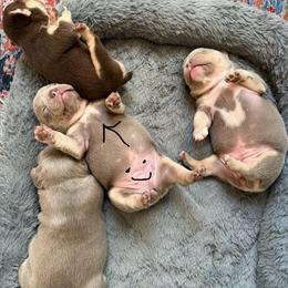 French Bulldogs from S-D frenchies