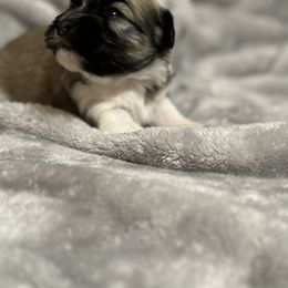"Female" Berger Picard and Havanese Puppies from Rhythm Rock Ranch