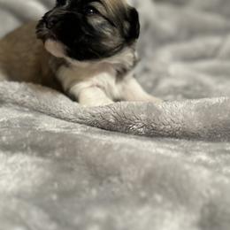 "Female" Berger Picard and Havanese Puppies from Rhythm Rock Ranch
