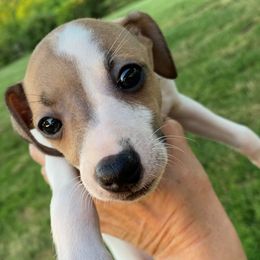 Girl 2 - Italian Greyhound puppy from Celeste Italian Greyhounds