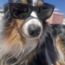 Australian Shepherd All Grown Up from Muckalee Lane Aussies