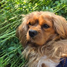 Cavalier King Charles Spaniel puppies from Cedar Mountain Hounds