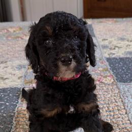 Hersey - Black female Poodle puppy in St. Johnsbury, Vermont from Poodles of the Northern Woods