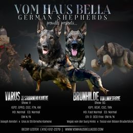 German Shepherd puppies from Vom Haus Bella GSD’s