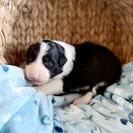 Snapple - Black and white male Border Collie puppy in Owenton, Kentucky from Three16 Ranch