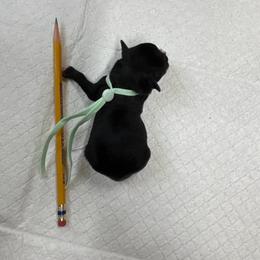 Misty - Black female Miniature Schnauzer puppy in Comanche, Texas from Circle R Sidney
