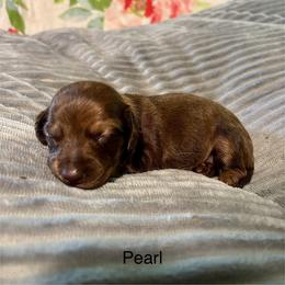 Pearl - Dapple female Dachshund puppy in Aiken, South Carolina from State Eight Dachshunds