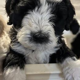 Bernedoodle Puppies from Nana’s Doodles