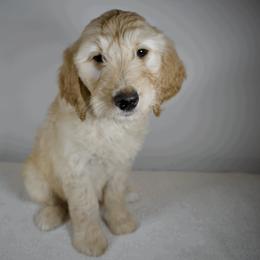 Pinky Pie - Cream Goldendoodle puppy in Millington, Tennessee from POP Goldendoodles
