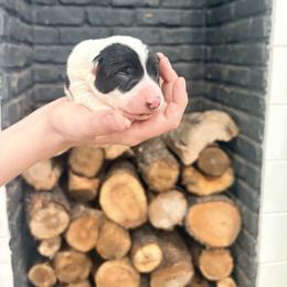Grizz - Black and white male Border Collie puppy in Taylor, Arizona from Vowell Farm Border Collies