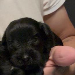 Boy 3 - Black male Miniature Schnauzer puppy in Seagoville, Texas from JC miniature schnauzers