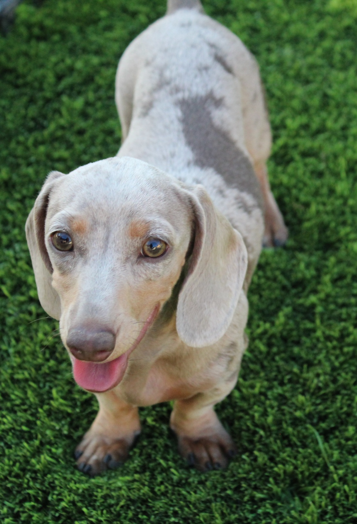 Demi - Dachshund
