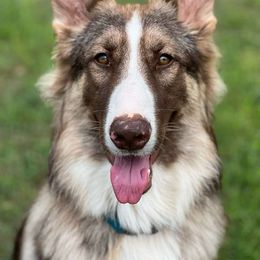 Lynk - German Shepherd