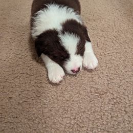 Australian Shepherd Puppies from Cali's Australian Shepherds