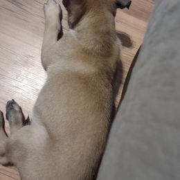 Belgian Malinois and Dutch Shepherds from Tara's Dogs