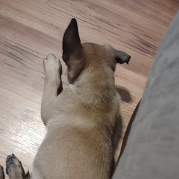 Belgian Malinois and Dutch Shepherds from Tara's Dogs