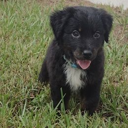 Star - Miniature Australian Shepherd puppy from Central Florida Shepherds