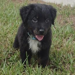 Star - Miniature Australian Shepherd puppy from Central Florida Shepherds