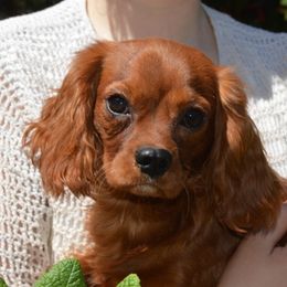 Rusty - Cavalier King Charles Spaniel