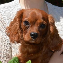 Rusty - Cavalier King Charles Spaniel