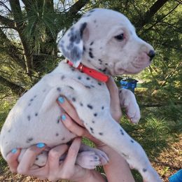 Red - White and black Dalmatian puppy in Pine City, Minnesota from Rock Creek Dalmatians