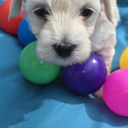 Boy - Cream male Maltipoo puppy in Brooksville, Florida from DeVall Maltipoos