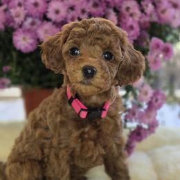 Femal:  Pink Collar - Red  female Poodle puppy in Spotsylvania, Virginia from Sweet Honey Poodles of Virginia