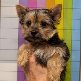Gloria - smallest girl pet only - Blue and gold female Yorkshire Terrier puppy in Gatesville, Texas from KontryKritterz Yorkies