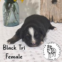 Harriet - Black tri female Miniature Australian Shepherd puppy in Jaroso, Colorado from Heaven Sent Aussies