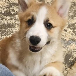 Red - Red male Pembroke Welsh Corgi puppy in Grand Ledge, Michigan from Denise Hawkins' Corgis, Swedish Vallhunds