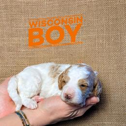 Wisconsin - Parti male Goldendoodle puppy in Cambridge, Minnesota from Country Meadow Doodles