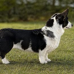 Mittens - Blue merle and white female Cardigan Welsh Corgi puppy in Kerens, West Virginia from Leather & Lace