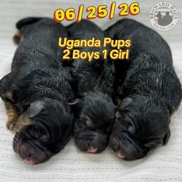 Boy 1 - Black and red male German Shepherd puppy in Davie, Florida from Vom Broward Haus