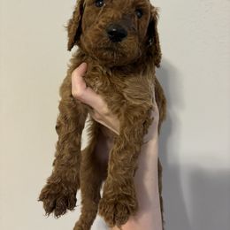 Poodle Puppies from Lady Mae's Standard Poodles