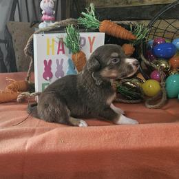 Girl 3 - Tri-color female Border Collie puppy in Wakeman, Ohio from Sandstone Ridge Kennels