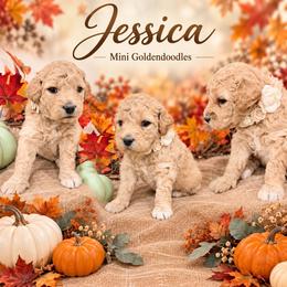 Jessica - Cream female Goldendoodle puppy in St Anthony, Idaho from Diamond H Puppies