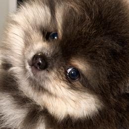 Pomeranians from Tampa Bay Pomeranians